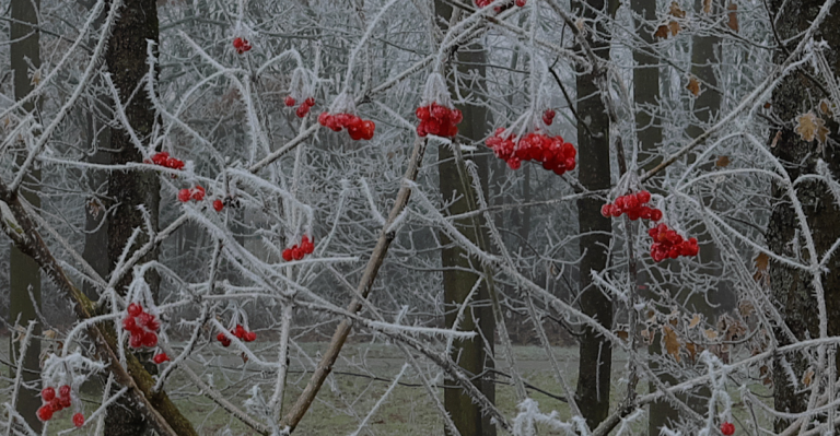 frosted red berries