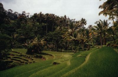 Rice Paddies