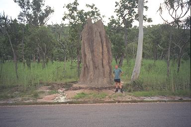 Termite Mound