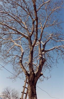 Tree Boliartsi