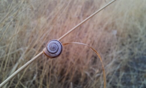 Snail on dried grass